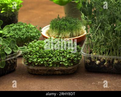 Mikrogrün zuhause anbauen. Kleine Behälter mit kleinen Brokkoli-Sprossen. Das Konzept der gesunden Ernährung und des Grünanbaus zu Hause, Cityferm. Grün Stockfoto