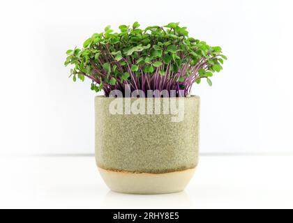 Rotkohl mikrogrüne Nahaufnahme auf weißem Hintergrund. Kohl, frische Sprossen und junge Blätter, Vorderansicht im Keramikbecher. Gemüse und Mikrogrün Stockfoto