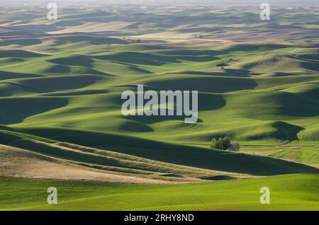 Luftaufnahme der sanften Hügel am späten Nachmittag an einem Tag im Juni. Steptoe Butte State Park, Washington, USA. Stockfoto