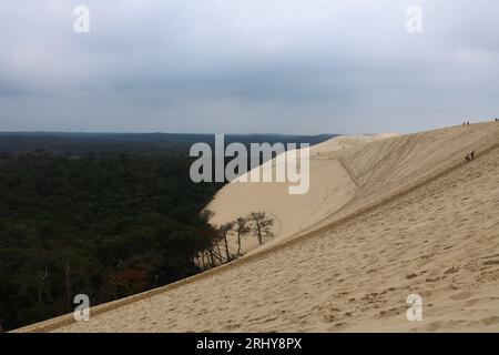 Wenn der Küstenstrand auf den Wald trifft. La Dune Du Pilat, Frankreich. Stockfoto