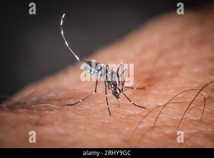 Paris, Frankreich. August 2023. Eine Tigermücke („Aedes albopictus“) („Moustique Tigre“), die am 20. August 2023 in Paris auf die menschliche Haut gebissen wurde. Diese invasive Mücke bringt tropische Krankheiten wie Dengue, Zika oder Chikungunya mit sich. Foto von Christophe Geyres/ABACAPRESS.COM Credit: Abaca Press/Alamy Live News Stockfoto