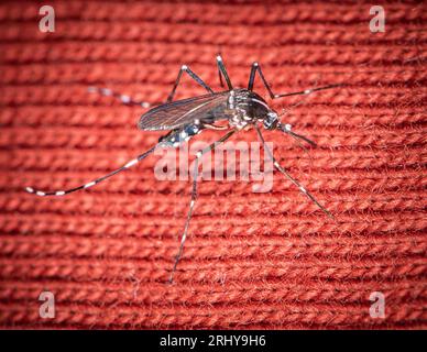 Paris, Frankreich. August 2023. Eine Tigermücke („Aedes albopictus“) („Moustique Tigre“), die am 20. August 2023 in Paris in Frankreich durch Kleidung beißt. Diese invasive Mücke bringt tropische Krankheiten wie Dengue, Zika oder Chikungunya mit sich. Foto von Christophe Geyres/ABACAPRESS.COM Credit: Abaca Press/Alamy Live News Stockfoto