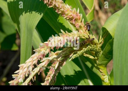 Drei fleißige Bienen auf Maisquasten sammeln Pollen für die Bestäubung. Nahaufnahme von Bienen, die bei warmem Sommerwetter Mais bestäuben Stockfoto