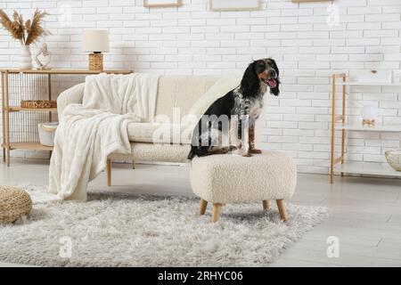 Der süße Cocker Spaniel sitzt auf dem Hocker im Wohnzimmer Stockfoto