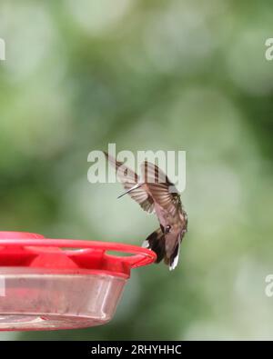 Ruby hat einen Hummingbird besucht, der im Sommer eine Futterstelle besucht Stockfoto