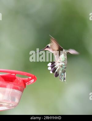 Ruby hat einen Hummingbird besucht, der im Sommer eine Futterstelle besucht Stockfoto