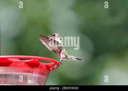 Ruby hat einen Hummingbird besucht, der im Sommer eine Futterstelle besucht Stockfoto