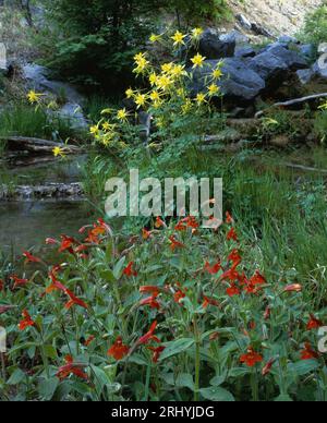 Wilde Blumen bedecken einen Bach im Ramsey Canyon in den Huachuca Mountains, Arizona. Stockfoto