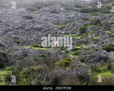 Kapstadt, Südafrika. August 2023. Eine Antilope grast im Table Mountain National Park in Kapstadt, Südafrika, 12. August 2023. Kredit: Dong Jianghui/Xinhua/Alamy Live News Stockfoto