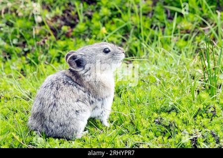 Pika Mit Kragen: Rock Coney; Alpine; Alaska Stockfoto