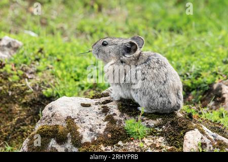 Pika Mit Kragen: Rock Coney; Alpine; Alaska Stockfoto