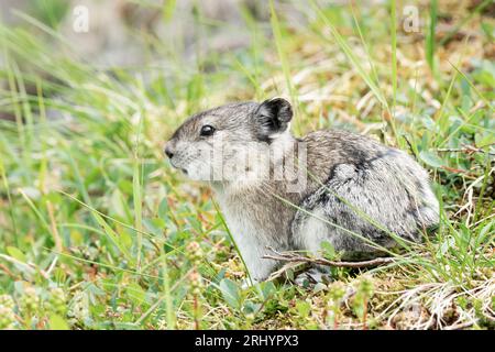 Pika Mit Kragen: Rock Coney; Alpine; Alaska Stockfoto