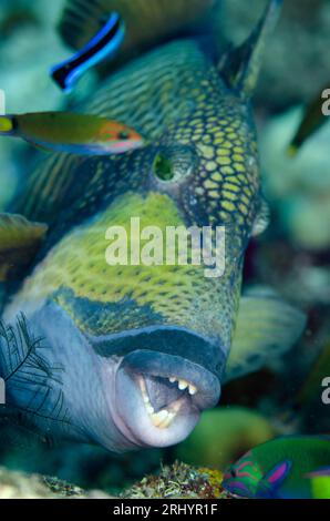 Titan Triggerfish, Balistoides viridescens, wird von einer Bluestreak Cleaner Wrasse gereinigt, Labroides dimidiatus, Boo Rocks Tauchplatz, Boo Island, Misoo Stockfoto