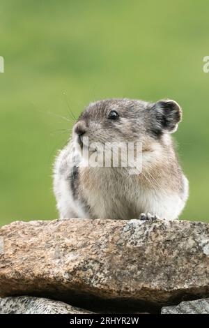 Pika Mit Kragen: Rock Coney; Alpine; Alaska Stockfoto