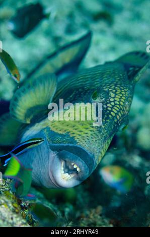 Titan Triggerfish, Balistoides viridescens, wird von einer Bluestreak Cleaner Wrasse gereinigt, Labroides dimidiatus, Boo Rocks Tauchplatz, Boo Island, Misoo Stockfoto