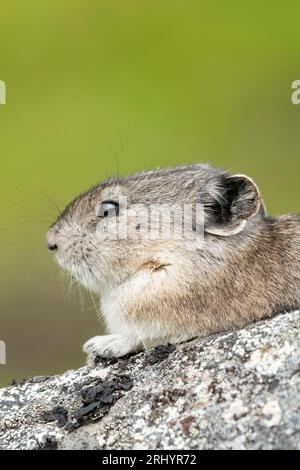 Pika Mit Kragen: Rock Coney; Alpine; Alaska Stockfoto