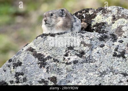 Pika Mit Kragen: Rock Coney; Alpine; Alaska Stockfoto