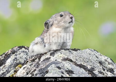 Pika Mit Kragen: Rock Coney; Alpine; Alaska Stockfoto