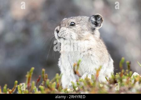 Pika Mit Kragen: Rock Coney; Alpine; Alaska Stockfoto