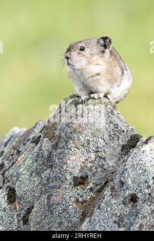 Pika Mit Kragen: Rock Coney; Alpine; Alaska Stockfoto