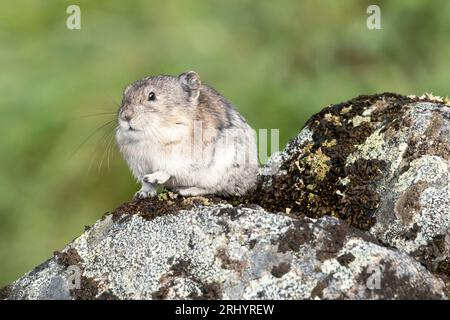 Pika Mit Kragen: Rock Coney; Alpine; Alaska Stockfoto