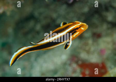 Juvenile Ribbon Sweetlips, Plectorhinchus polytaenia, White Arrow Tauchplatz, Waigeo Island, Aljui Bay, Raja Ampat, West Papua, Indonesien Stockfoto