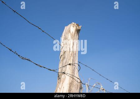 Zaun mit Holzpfosten und Stacheldraht in der Landschaft an einem sonnigen Frühlingstag mit blauem Himmel Stockfoto