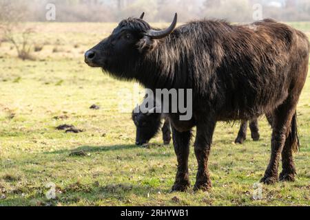 Karpaten-Wasserbüffel beim Weiden auf einem Grasfeld Stockfoto