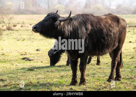 Karpaten-Wasserbüffel beim Weiden auf einem Grasfeld Stockfoto