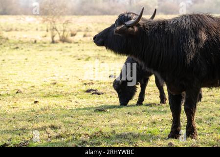 Karpaten-Wasserbüffel beim Weiden auf einem Grasfeld Stockfoto