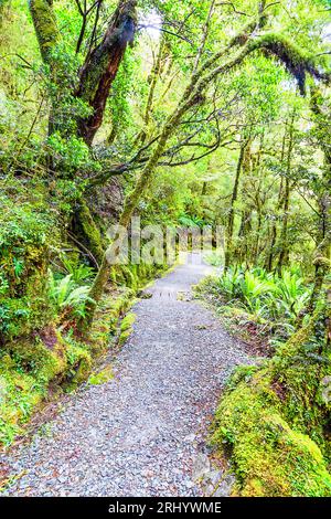 Lake Marian Track im dichten, üppigen Regenwald des Milford Sound in Neuseeland. Stockfoto