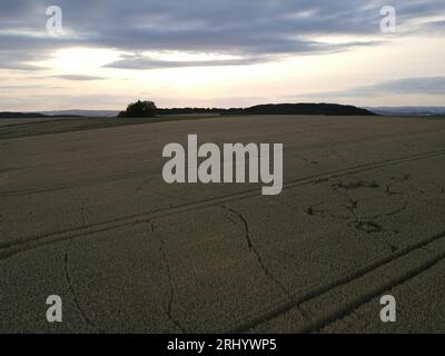 Blick aus der Luft auf ein reifes Erntegutfeld, während die Sonne am Abend untergeht Stockfoto