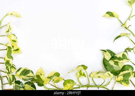 "Epipremnum Aureum N'Joy"-Pothos-Zimmerpflanze mit weißem Textraum Stockfoto