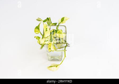 Draufsicht auf „Epipremnum Aureum N'Joy“-Pothos, Wasserausbreitung in einem transparenten Glas, isoliert auf weißem Hintergrund Stockfoto