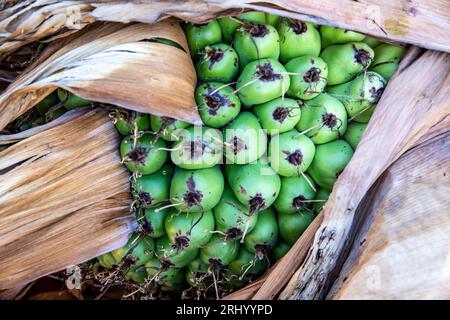 Abessinische Bananenpalmen Samenköpfe, Sydney, NSW, Australien Stockfoto