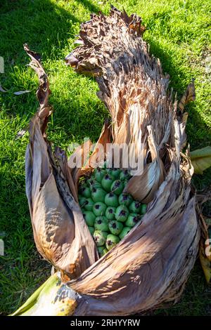 Abessinische Bananenpalmen Samenköpfe, Sydney, NSW, Australien Stockfoto