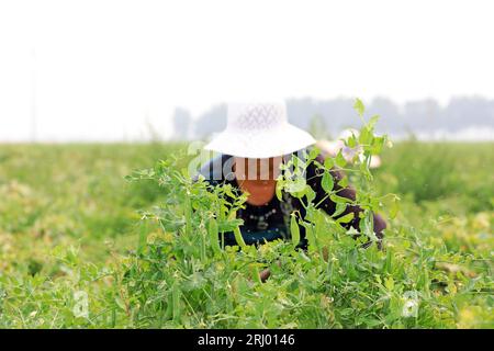 Bauern ernten Erbsen auf den Feldern, Luannan County, Provinz Hebei, China Stockfoto