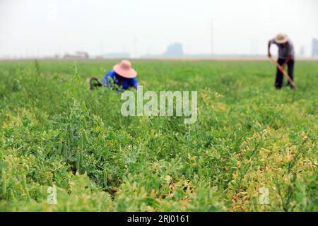 Bauern ernten Erbsen auf den Feldern, Luannan County, Provinz Hebei, China Stockfoto