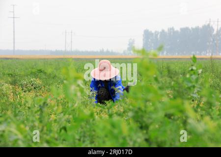 Bauern ernten Erbsen auf den Feldern, Luannan County, Provinz Hebei, China Stockfoto