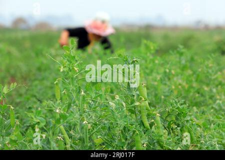 Bauern ernten Erbsen auf den Feldern, Luannan County, Provinz Hebei, China Stockfoto