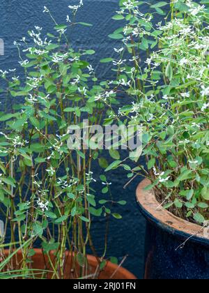 Zwei Pflanzentöpfe mit weißen Blüten und grünen Blättern, Euphorbia Diamond Frost, Töpfchen Stockfoto