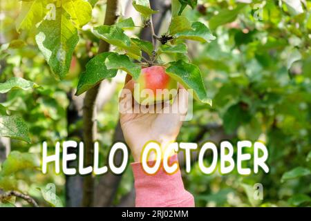 Hand pflückt Äpfel. Rote Apfelsorte auf dem Fruchtbaum, erntefertige Früchte. Hallo Oktober. Herbstkonzept. Stockfoto