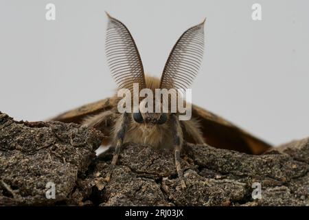 Gesichtsaufnahme auf der amerikanischen Zigeunerin oder Schwammmotte, Lymantria dispar, vor weißem Hintergrund Stockfoto