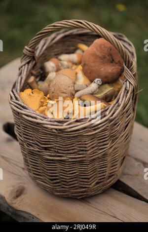 Futtersuche in Finnland - Körbe voller Pilze der Sommersaison, einschließlich goldener Pfifferlinge Stockfoto