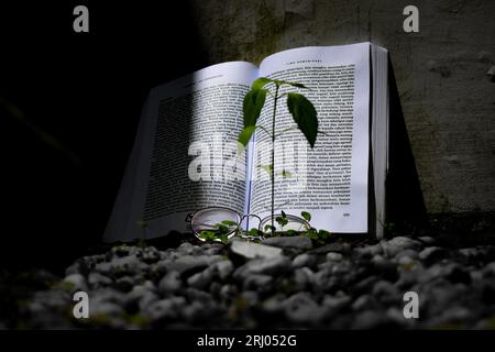 Malang, Indonesien, 30. März 2020 : Lesen eines Kommunikationswissenschaftsbuches mit Brille im Hof. Stockfoto