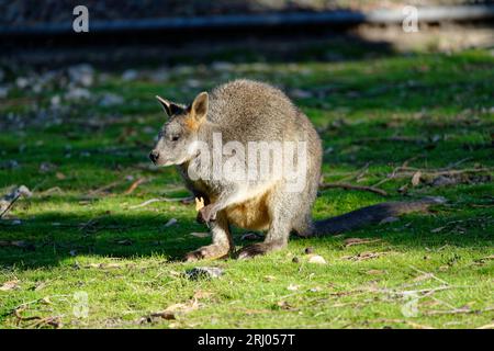 Sumpf Wallaby (Wallabia bicolor) steht auf Gras. Stockfoto