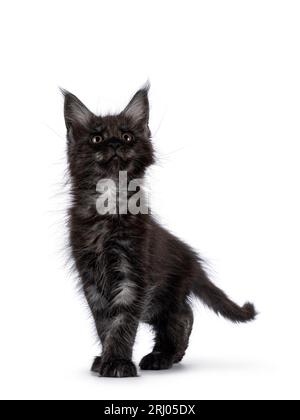 Ausdrucksstarkes, schwarzes Rauchkatzen-Kätzchen, das in Richtung Kamera läuft. Nach oben schauen. Isoliert auf weißem Hintergrund. Stockfoto