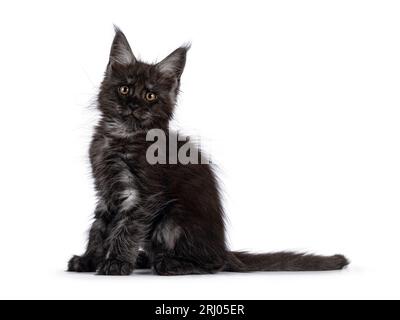 Ausdrucksstarkes, schwarzes Rauchkatzen-Kätzchen, seitlich sitzend. Blick direkt in Richtung Kamera. Isoliert auf weißem Hintergrund. Stockfoto