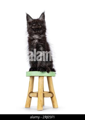 Ausdrucksstarkes, schwarzes Rauchkatzenkätzchen, das vorne auf einem kleinen Holzhocker sitzt. Blick direkt in Richtung Kamera. Isoliert auf weißem Hintergrund. Stockfoto