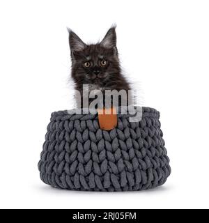 Ausdrucksstarkes, schwarzes Rauchkatzen-Kätzchen, das im Strickkorb sitzt. Blick direkt in Richtung Kamera. Isoliert auf weißem Hintergrund. Stockfoto